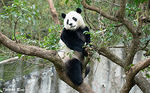 去年檢查出異常！人氣大熊貓「圓寶」今複檢確認為健康寶寶