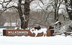 德國時隔37年爆發口蹄疫 柏林動物園宣布暫關閉