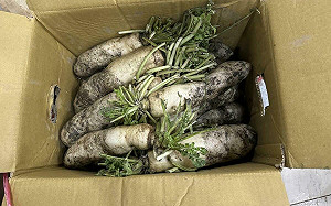 小心農藥吃下肚！北市年節食品抽驗「白蘿蔔、刈菜、辣椒」超標比率高