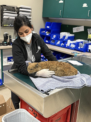 洛杉磯野火24死!動物也遭殃 小貓被燒傷可憐畫面曝光