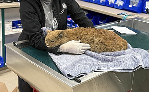 洛杉磯野火24死！動物也遭殃　小貓被燒傷可憐畫面曝光