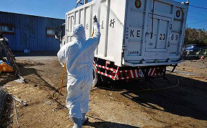 雲林麥寮1養鵝場中禽流感！ 防檢局：已撲殺逾400隻肉鵝