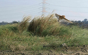 睽違10年再現蹤跡！瀕危鳥種「草鴞」濁水溪翱翔身影曝光 