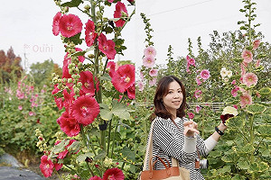 彰化田中窯萬棵蜀葵花迎春盛開 即日起開放至4月底