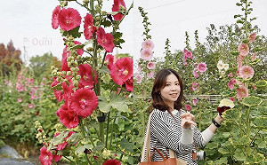 彰化田中窯萬棵蜀葵花迎春盛開 即日起開放至4月底