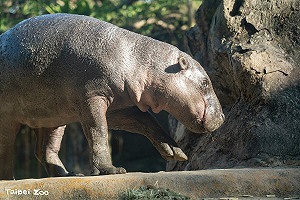動物園添新成員!侏儒河馬「Thabo」明非洲區首度亮相