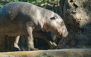 動物園添新成員！侏儒河馬「Thabo」明非洲區首度亮相