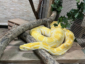 壽山動物園喜迎蛇年!1/25-2/2全國12歲以下兒童免費入園