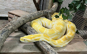 壽山動物園喜迎蛇年！1/25-2/2全國12歲以下兒童免費入園