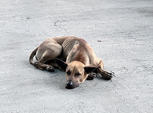 流浪狗防治有成!全台遊蕩犬隻降至14萬隻 未來續推多項控制措施