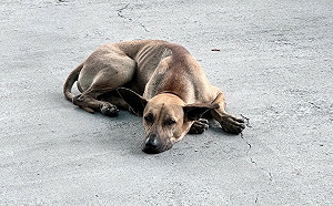 流浪狗防治有成!全台遊蕩犬隻降至14萬隻 未來續推多項控制措施