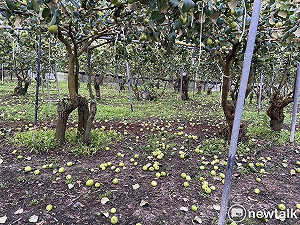 台南楊桃棗子因震災損失慘重  陳亭妃成功爭取農業部立即勘災