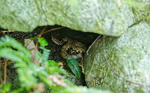 首部「百步蛇野外護卵」紀錄片！拿下台灣生態環境影展科學探索獎