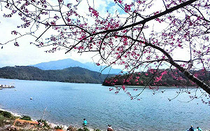 賞南投超美八重櫻！氣象署曝櫻花預報：估2月上旬開花