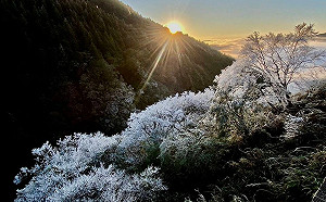 春節寒流最冷時段曝!氣象專家:拉拉山和太平山都有降雪機會
