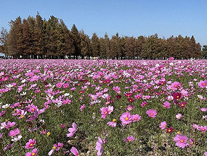過年走春去台南!鹽水拜廟、摸春牛、賞花 超充實一日遊行程這裡看