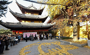 上海龍華寺「銀杏貓咪」爆紅 年輕人湧入打卡