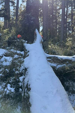 搜救進入第3天!新竹縣大霸尖山傳登山女山友失聯 降雪增搜救難度