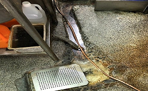 台北南港中式餐廳7人食後就醫  環境不潔停業改善