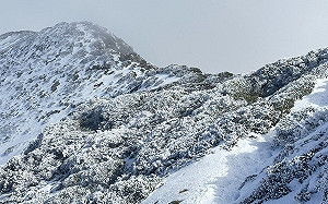 寒流餘威!雪山主峰積雪近20公分「植物都結冰」