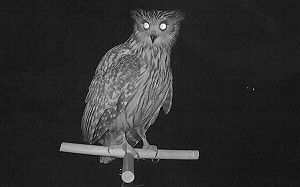 台灣最大貓頭鷹現身！雪管處：七家灣溪棲架成功捕捉黃魚鴞身影