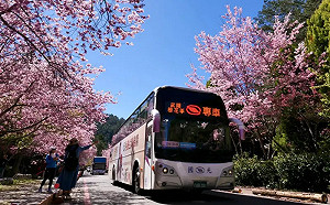 武陵櫻花季明登場！2千遊客這原因上不了山