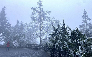 冰封零度！宜蘭太平山成銀白世界 2千人朝聖賞冰霰美景