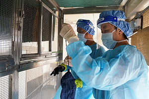 新加坡研究團隊發現蝙蝠軟蜱 籲注意傳播病毒風險