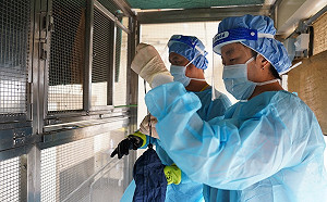 新加坡研究團隊發現蝙蝠軟蜱 籲注意傳播病毒風險