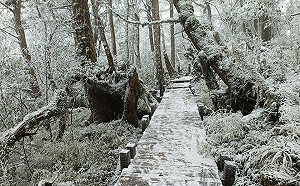 寒流襲台!太平山低溫零下2度 園區化身銀白世界