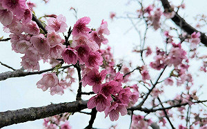 賞櫻不用爬山！新店陽光運動公園「河津櫻」盛放中