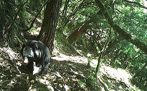玉山春節喜迎台灣黑熊!玉管處:「3步道」有多起黑熊通報