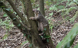 響應國際穿山甲日！動物園「護甲行動」 讓你了解穿山甲生活習性