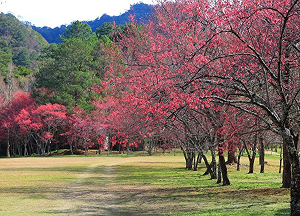 走進粉紅世界!奧萬大八重櫻爆開 門票還只要10元