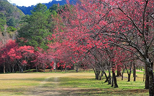 走進粉紅世界！奧萬大八重櫻爆開 門票還只要10元