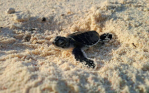 4個月211窩！南沙太平島「綠蠵龜卵窩數」再創新紀錄