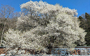 觀霧櫻花季開跑！超美雪白櫻花綻放 還有5大特色櫻花賞不完