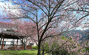 武陵農場櫻花持續爆開！櫻花季交通管制 延長至3/2