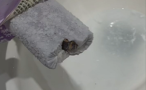 超噁！吃芋頭冰棒咬斷蟑螂腿   情侶誤嘗驚見整隻蟑螂