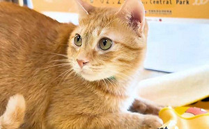 高捷貓站長蜜柑驚喜現身  日光海島生活節獨家攻略一手掌握  