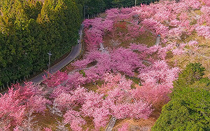 櫻花大遲到！福壽山農場「櫻為幸福品茗茶會」延至3/8
