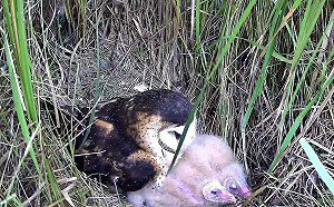 僅剩500隻！畜產試驗所特製「草鴞幼兒園」保護3草鴞寶寶健康長大