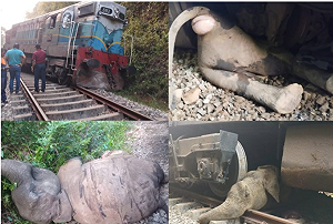 斯里蘭卡火車撞上象群! 造成至少6頭大象死亡 還有一對大象母子治療中