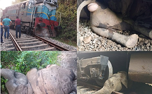 斯里蘭卡火車撞上象群! 造成至少6頭大象死亡 還有一對大象母子治療中