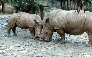 專論》【馮光遠（儘量）回憶錄 】 犀牛皮事件 