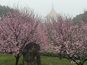賞櫻認養毛小孩!淡水天元宮2/23毛寶貝超萌現身