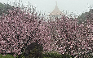 賞櫻認養毛小孩！淡水天元宮2/23毛寶貝超萌現身