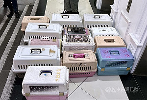 新北7貓慘死飼主落網 住處還有16隻未打疫苗挨罰