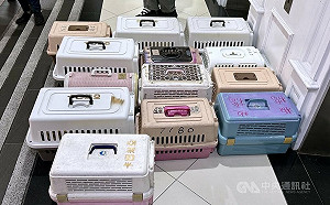 新北7貓慘死飼主落網 住處還有16隻未打疫苗挨罰