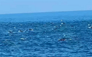 (影)基隆外海驚喜奇景！200隻海豚大軍圍繞觀光船　釣客直呼「太幸福」